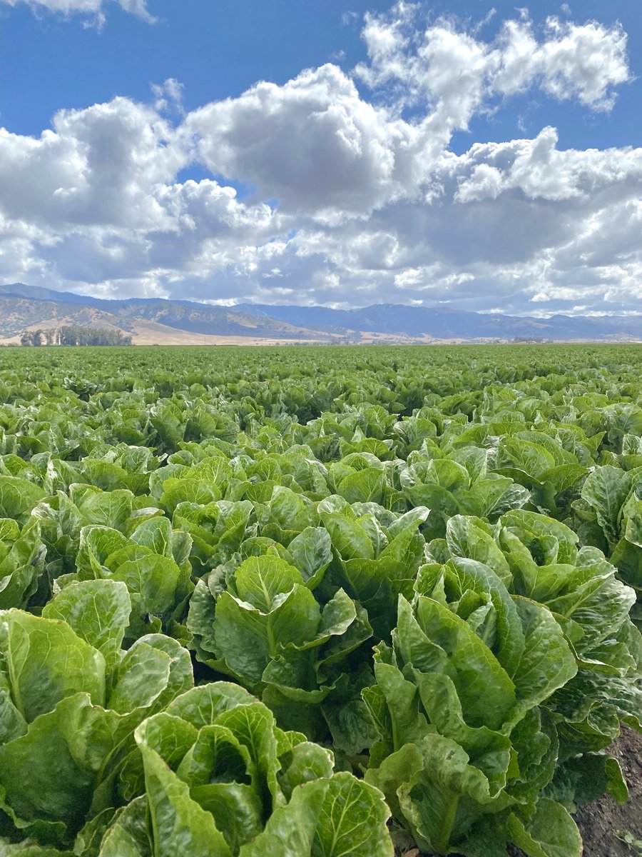 IntFreshProduce's tweet photo. Views from sunny #SalinasValley where the leafy green #harvest is in full swing! #FreshFieldCatalyst 🥬☀️ https://t.co/l4UL9Qx7h1