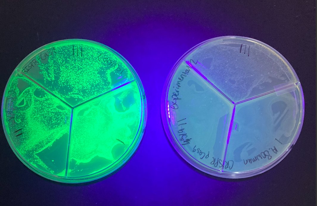 Student designed and executed CRISPR knockout of GFP. Control (left) and experimental (right). Pretty neat reading about this for the first time just a handful of years ago and now my students are performing it in a high school lab.