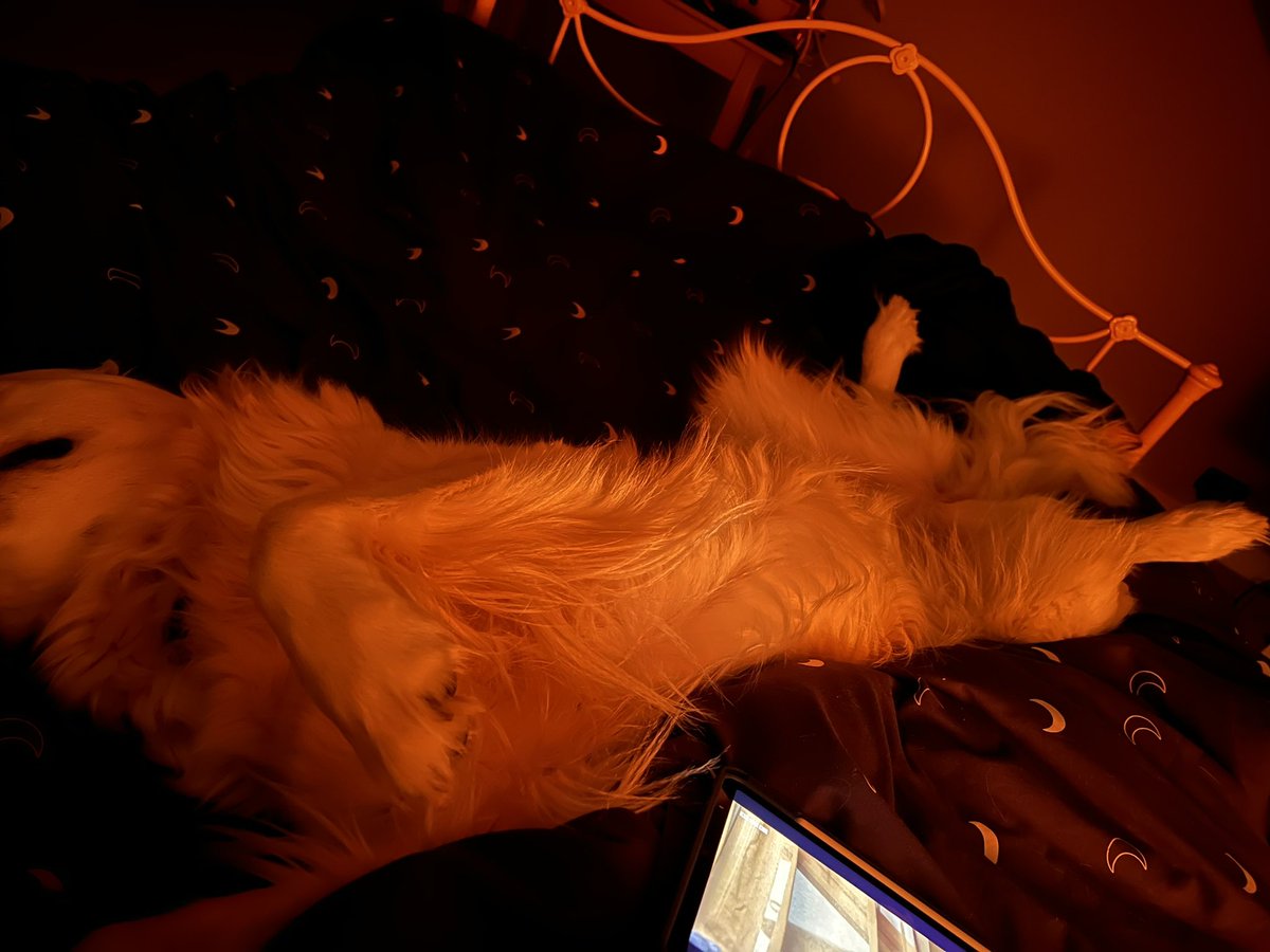 1991_rach's tweet photo. No it’s okay Lola, you take up the whole ass bed. I’m happy on the very very edge! 🤣🙈 https://t.co/VMruoOJXzn