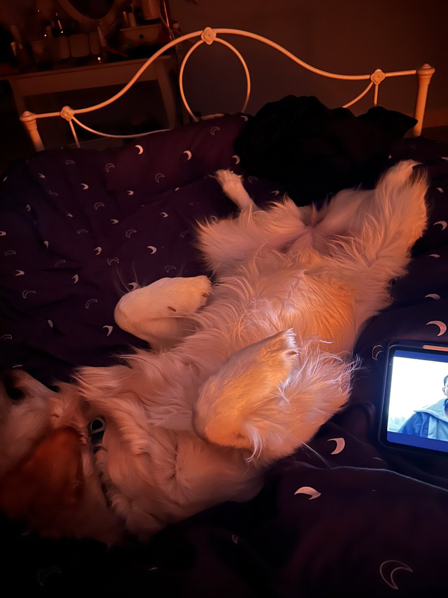 1991_rach's tweet photo. No it’s okay Lola, you take up the whole ass bed. I’m happy on the very very edge! 🤣🙈 https://t.co/VMruoOJXzn
