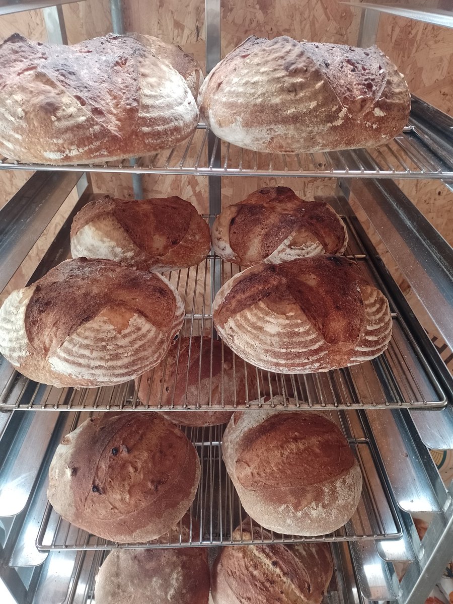 Today's delicious subscriber loaves of bread ♥️🍞 Baked in my bread shed and delivered by me on my bike 🚴‍♀️ These are fantastic fig, spelt and pumpkin seed flour mixed with organic stoneground white flour 😀 #realbread #sourdough #microbakery #Exeter #DevonFoodHour #DevonFoodArmy