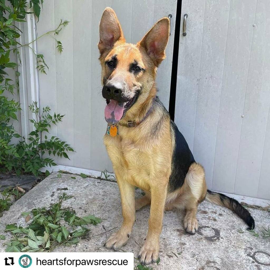 DogsSac's tweet photo. #Repost @heartsforpawsrescue with @make_repost
・・・
Adoptable Orion 💫 6 month German shepherd - dog and people friendly! Just a puppy he would thrive in a home committed to all things puppy including continued positive exposure, socialization and rela… https://t.co/bog5zIcGmY https://t.co/QjxeFtGjho