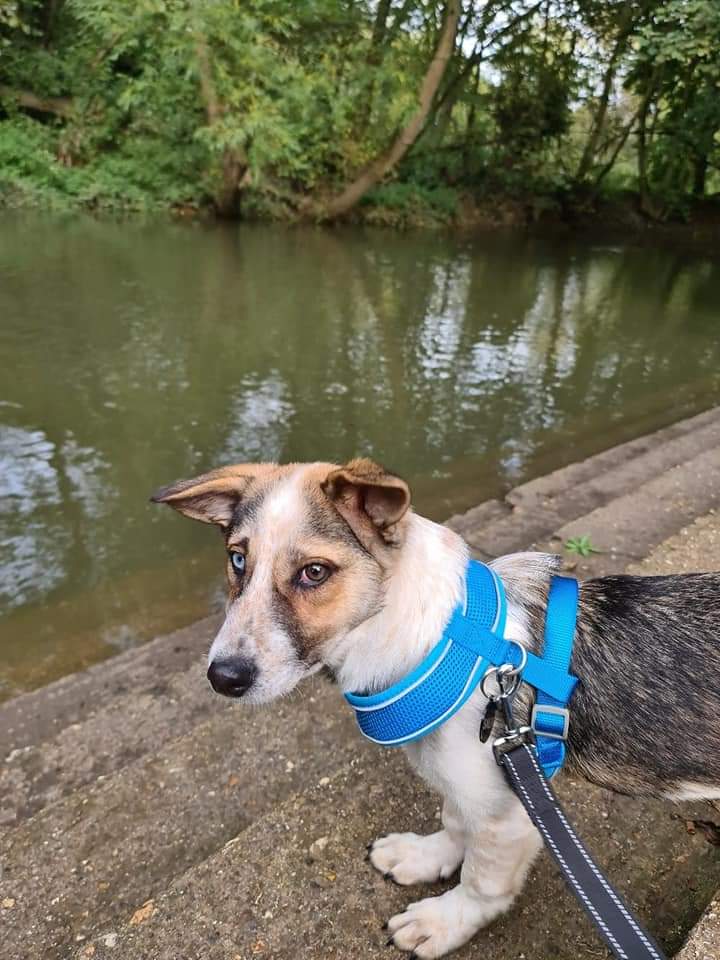 swbrescue's tweet photo. URGENT foster home needed for Salt. This beauty needs a sudden new home due to illness of her owner, she is a beautiful friendly girl who loves attention &amp; is good with other dogs. 
If you can help please contact info@strayswithoutborders.org.uk 
#RescueDogs 
#AdoptDontShop https://t.co/2kAFlMYQEr