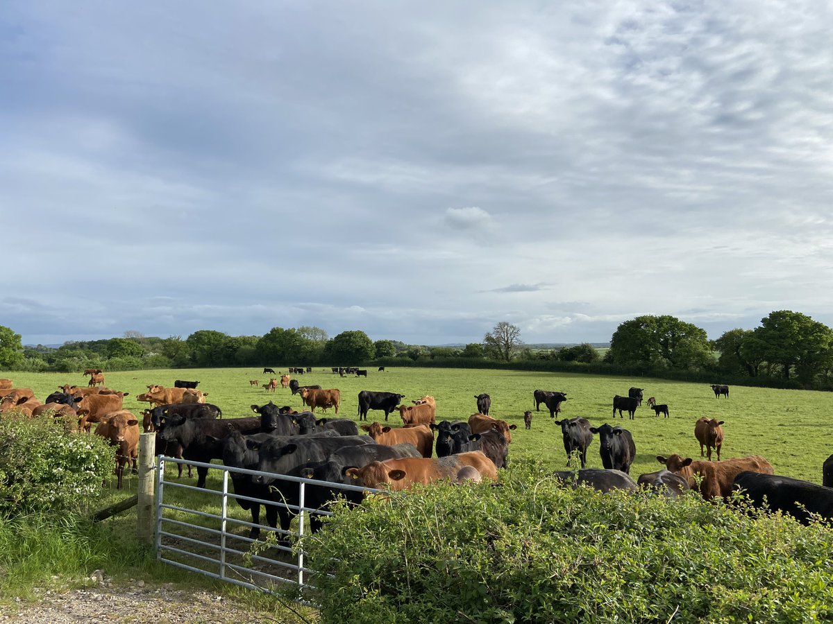 Peter_f_Lord's tweet photo. Lovely evening after a splash of rain this morning… #beef #british fresh bite.. have a good evening all. https://t.co/sJ9ZlDxYH3