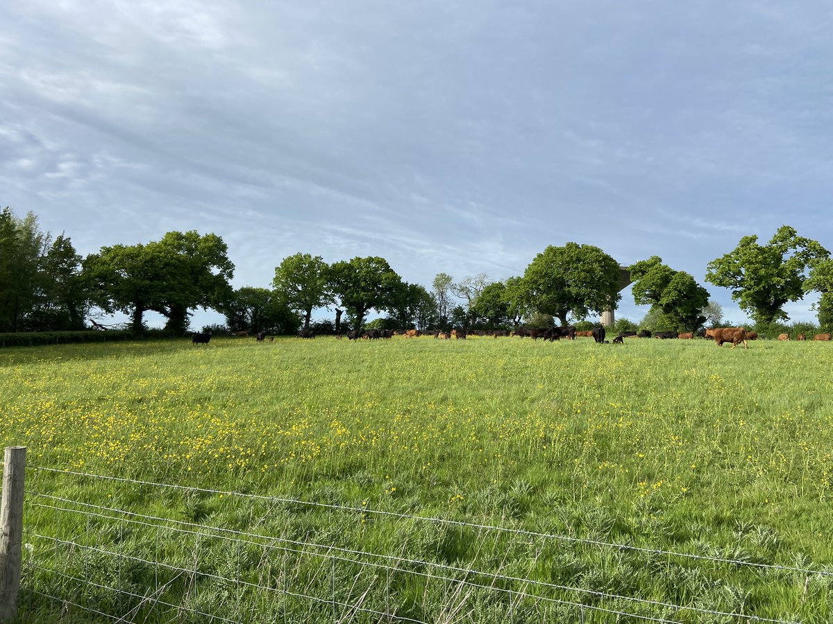 Lovely evening after a splash of rain this morning… #beef #british fresh bite.. have a good evening all.