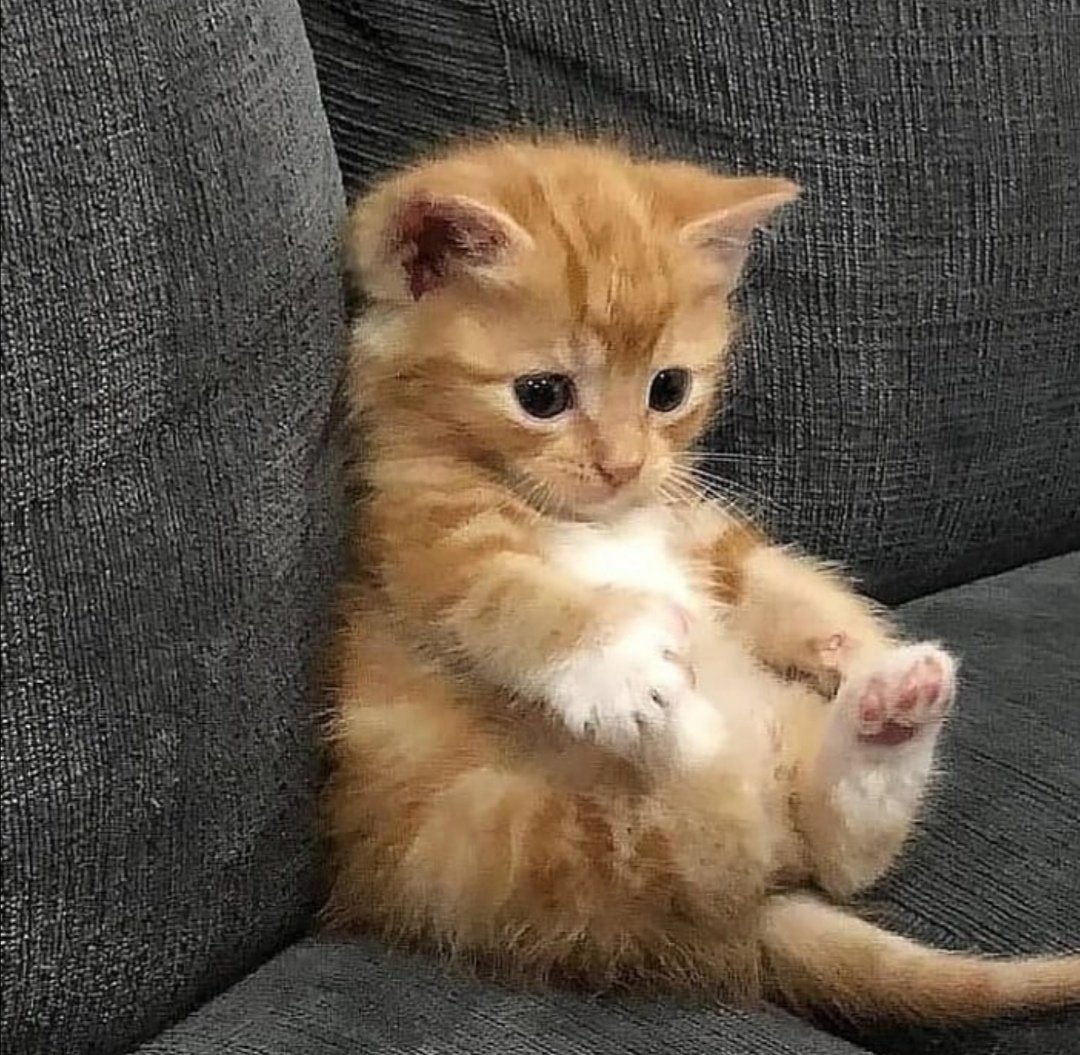 cute ❤ #CatsOfTwitter #cats #CatsOnTwitter #cute