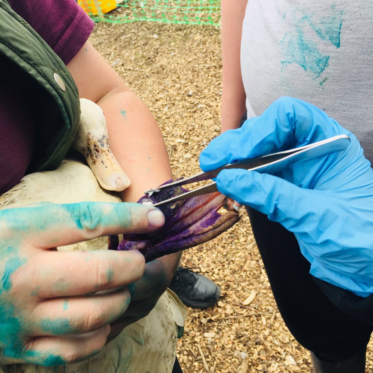 Livvi_Fay's tweet photo. Today we dealt with bumble foot on one of our ducks today - the boys did amazing and learnt so much. #schoolfarm #farmlife #LPTF @bolton_pru @LeverParkSchool https://t.co/2ExTYng1Rg