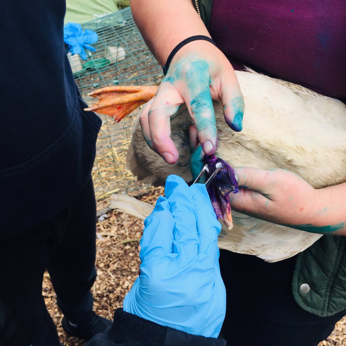 Livvi_Fay's tweet photo. Today we dealt with bumble foot on one of our ducks today - the boys did amazing and learnt so much. #schoolfarm #farmlife #LPTF @bolton_pru @LeverParkSchool https://t.co/2ExTYng1Rg