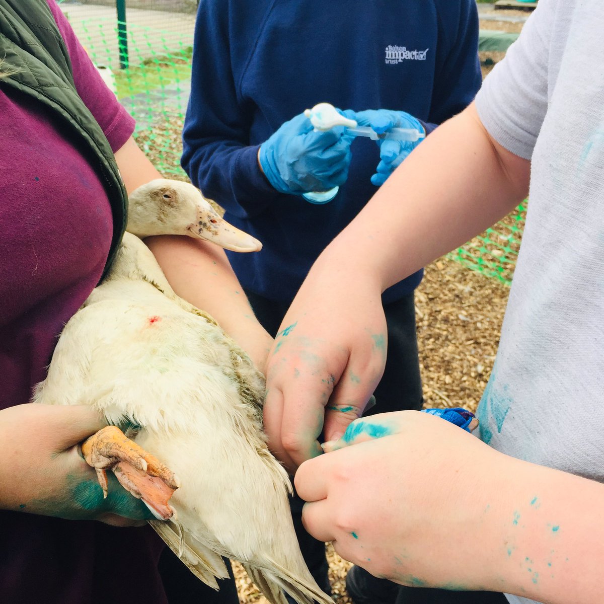 Livvi_Fay's tweet photo. Today we dealt with bumble foot on one of our ducks today - the boys did amazing and learnt so much. #schoolfarm #farmlife #LPTF @bolton_pru @LeverParkSchool https://t.co/2ExTYng1Rg