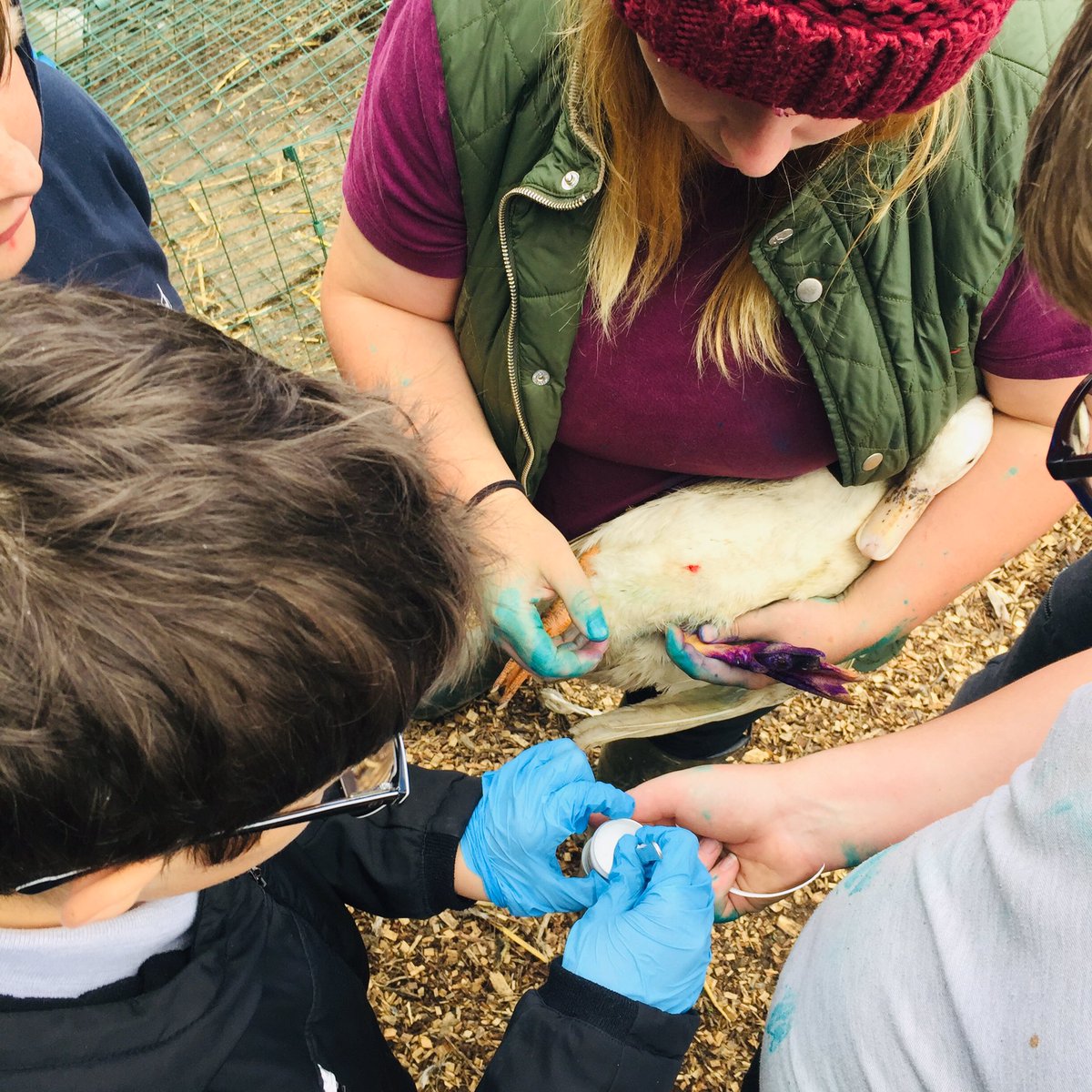 Livvi_Fay's tweet photo. Today we dealt with bumble foot on one of our ducks today - the boys did amazing and learnt so much. #schoolfarm #farmlife #LPTF @bolton_pru @LeverParkSchool https://t.co/2ExTYng1Rg
