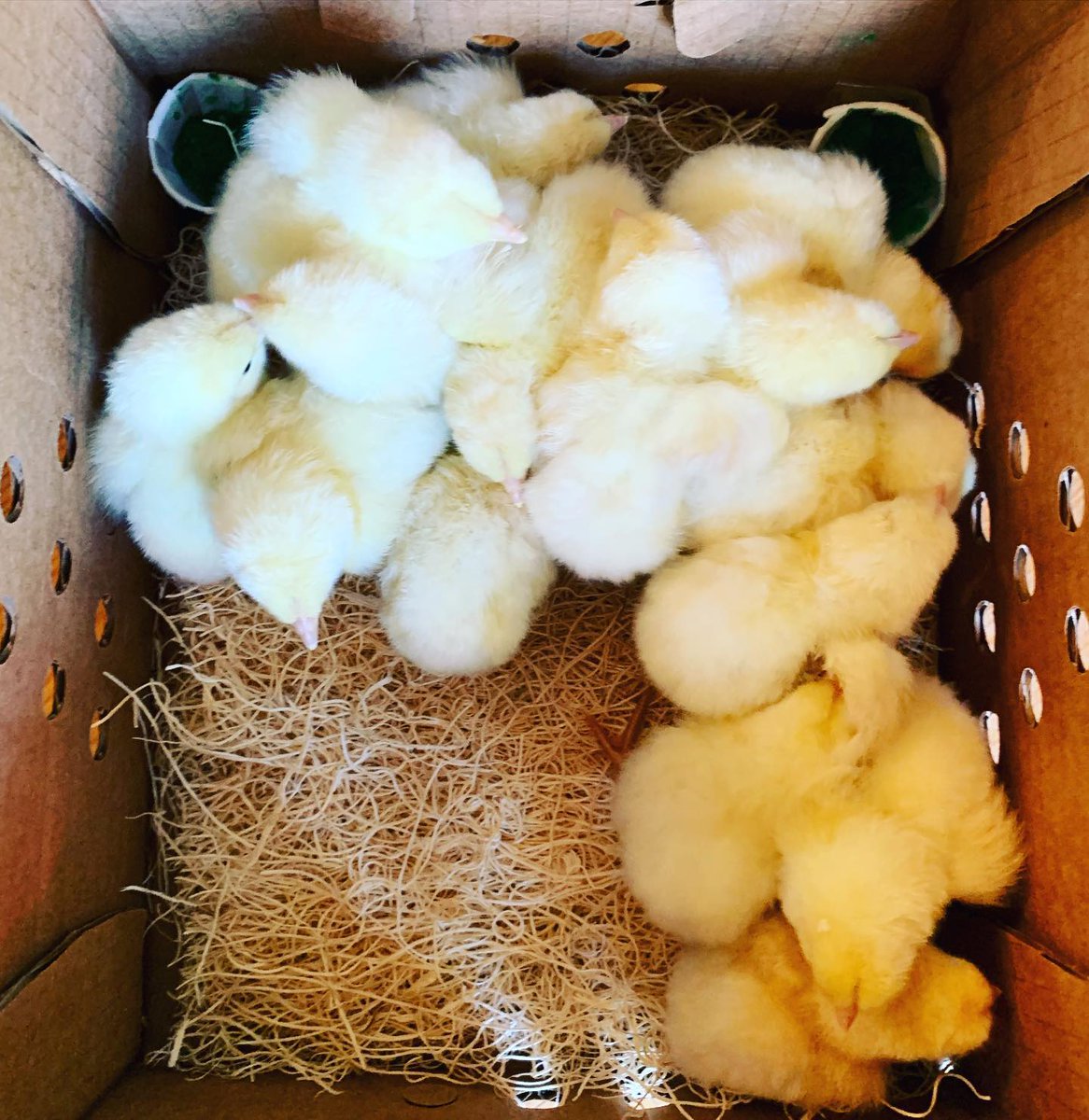 FatChickenFarm's tweet photo. Another week saying goodbye to fluffy nuggets as they fly to various parts of the country.

#americanbresse #americanbressechicks #npipcertified #fatchickenfarmllc #sustainablepoultry #dualpurposechickens #heritagechickens https://t.co/TgQn68SVv0