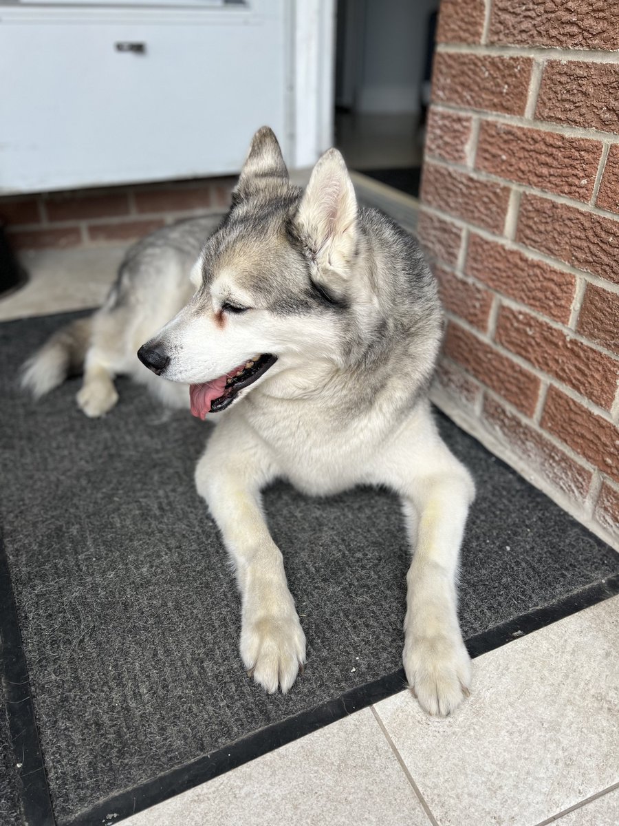 Tiberious_Sheru's tweet photo. This is usually his reaction when trying to take a picture of his face…

#husky #siberianhusky #toronto #pet #pets #dog #dogs #smile https://t.co/5d2yZFRfP8