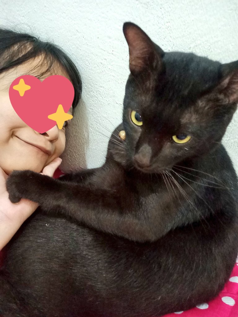 kucingposting's tweet photo. 👩: I love youuuuuu

🐈‍⬛: no camera pliiiiisssss https://t.co/Q911HcJysi