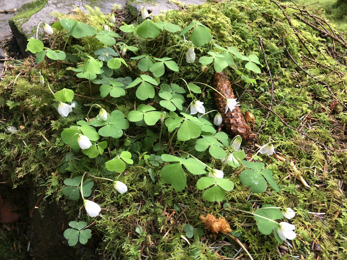 dornochlassie's tweet photo. #wildflowers #woodsorrel #dogviolet #wildstrawberry https://t.co/WFYUnWNjtZ