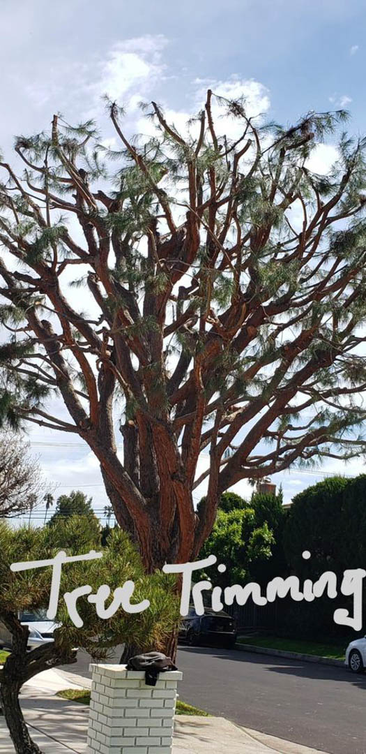 GoodviewTree's tweet photo. Goodview Tree Service offers respect, dedication, integrity, and a commitment to exceeding the expectations of our customers. Visit our website to learn more about our company! #TreeService #TreeRemoval #EmergencyTreeRemoval https://t.co/uJuxemAyJm https://t.co/b0TehUXkQg