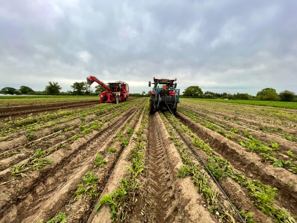 Potato harvest 2022 has begun! 🥔Lovely lifting conditions today after the welcomed 8mm of rain Saturday. <a href="/Eastsufprod/">East Suffolk Produce</a> <a href="/HomeFarmNacton/">Home Farm (Nacton)</a>