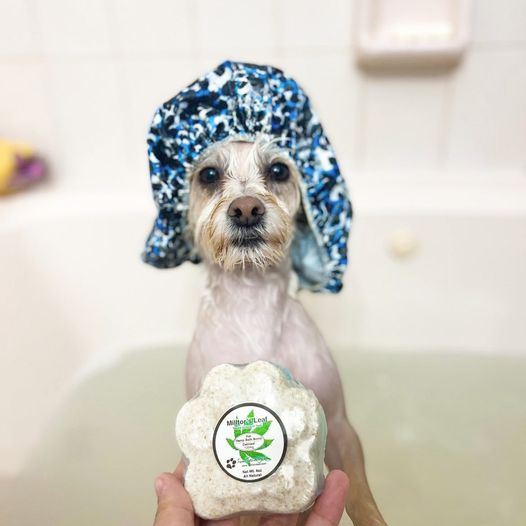milltorsleaf's tweet photo. Bath Time with Dusty who looooves Milltor's Leaf  Oatmeal CBD Bath Bomb for pets!!! #dusty #socute #milltorsleaf #milltorspets #cbd #petcbd #cbdbathbomb #nourish https://t.co/utpL5cGWUl