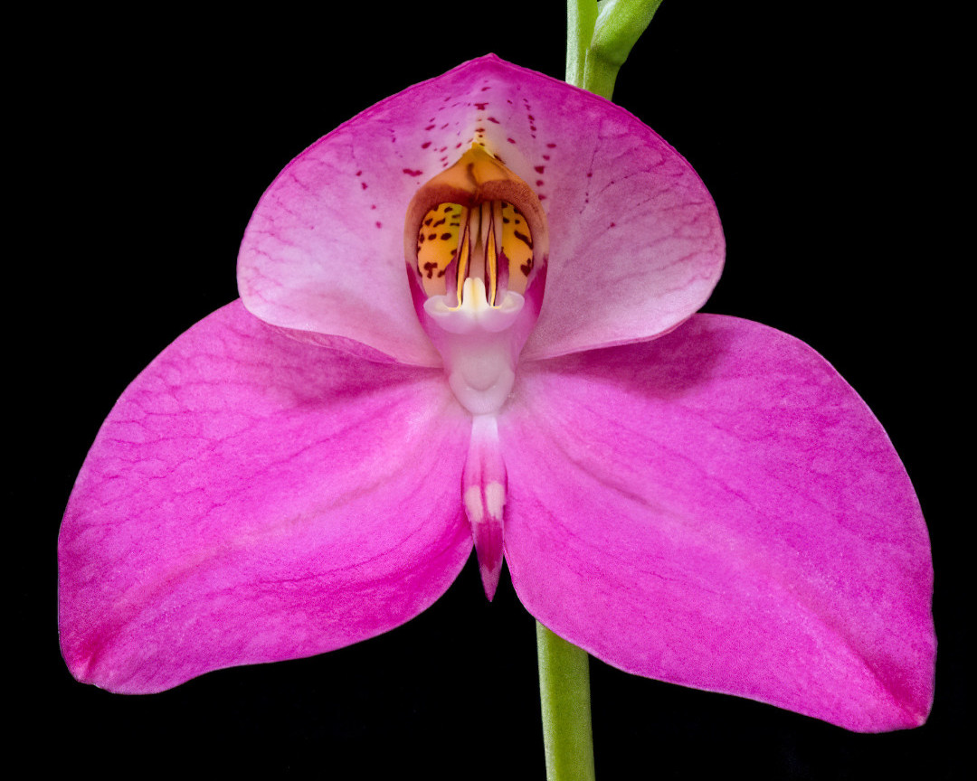 longwoodgardens's tweet photo. 2 of our orchids just won Awards of Merit from @AmericanOrchid Society 👉 Paphiopedilum (California Lights x Taisuco America’s Plum) ‘Longwood’s Ring of Fire’ &amp; Disa Veitchii ‘Paul’ named after its original grower. See these 2 award winners on display in our Orchid House! https://t.co/uRogUlyTUE