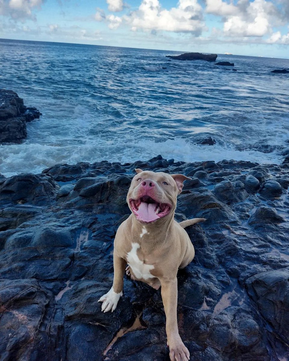holy_pitbull's tweet photo. Awsome❤️#pitbull🥰❣️ https://t.co/ht6qWIyIWl