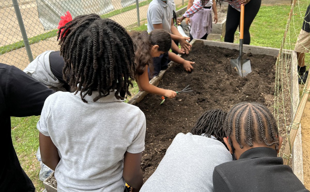 HARLLEEDISD's tweet photo. 1st and 2nd Grade Hawks took it outside today to plant strawberries🍓, bell peppers 🫑, and tomatoes 🍅#handsonlearning #gardening #prekdallas @dallasschools https://t.co/d8vw9xBTQM