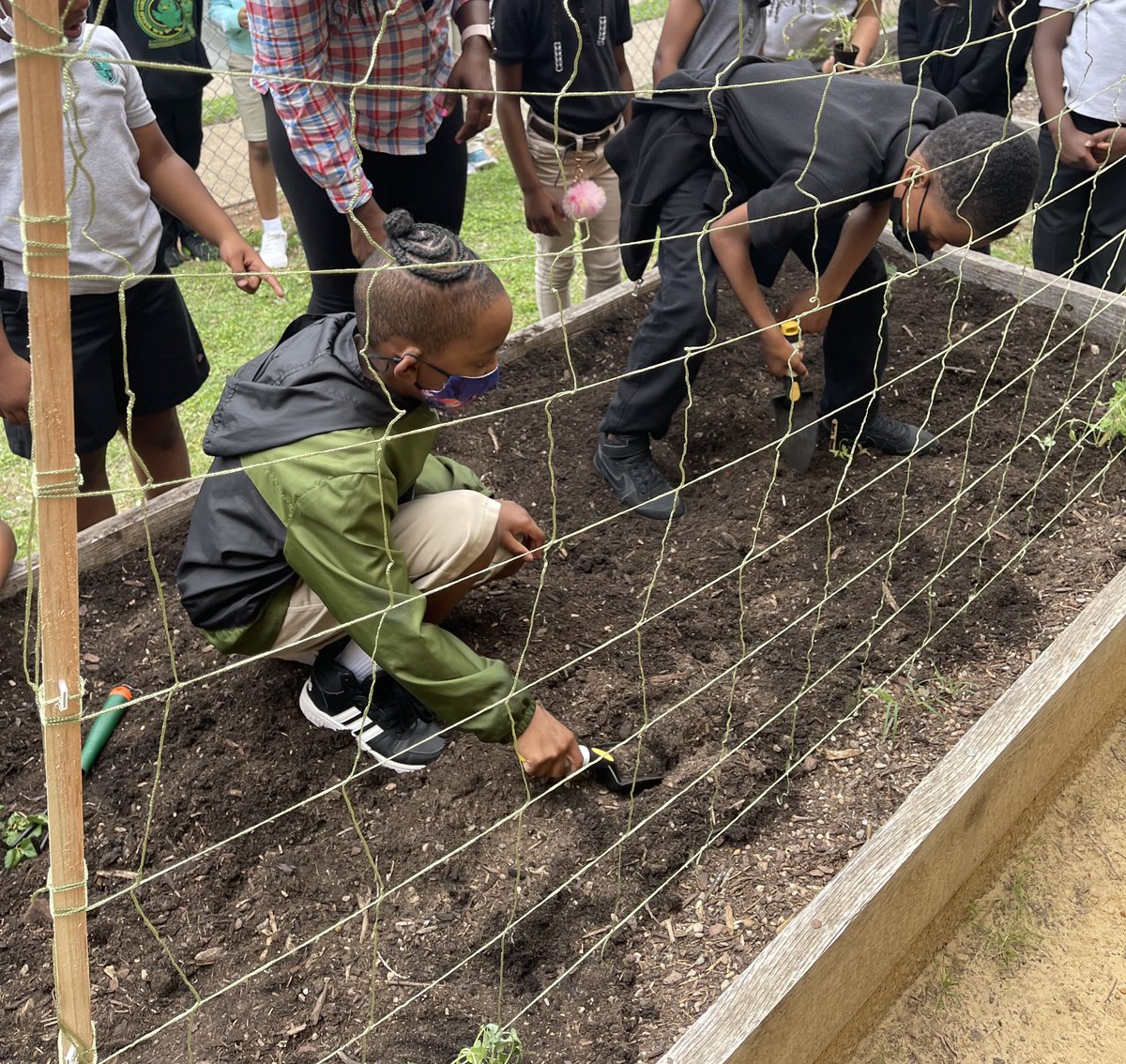 HARLLEEDISD's tweet photo. 1st and 2nd Grade Hawks took it outside today to plant strawberries🍓, bell peppers 🫑, and tomatoes 🍅#handsonlearning #gardening #prekdallas @dallasschools https://t.co/d8vw9xBTQM