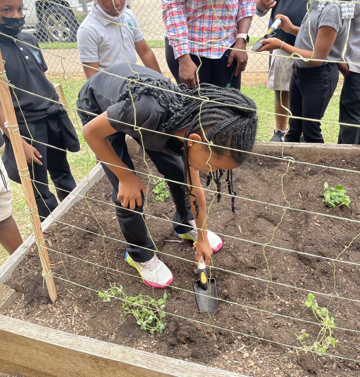 HARLLEEDISD's tweet photo. 1st and 2nd Grade Hawks took it outside today to plant strawberries🍓, bell peppers 🫑, and tomatoes 🍅#handsonlearning #gardening #prekdallas @dallasschools https://t.co/d8vw9xBTQM