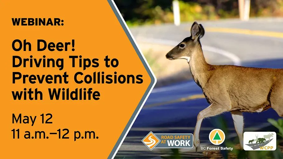 BCRoadBuilders's tweet photo. #DYK 🦌 Wildlife on roadways are one of the top 10 contributing factors to crashes in BC. About 11,000 collisions with wildlife are reported each year? That’s more than 1 every hour! Register for this free one-hour webinar today! Visit https://t.co/rXuhJHlVmi #bcroadbuilders https://t.co/2Vtb5ub1pg
