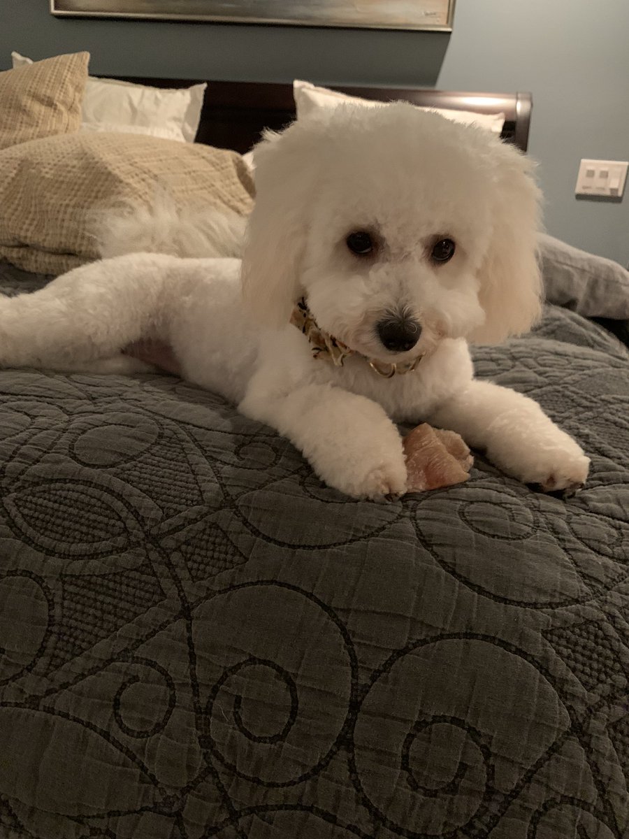 mrucinski21's tweet photo. MeredithRucinski -kinder #OSD135pets https://t.co/JLinHL9Z8l
