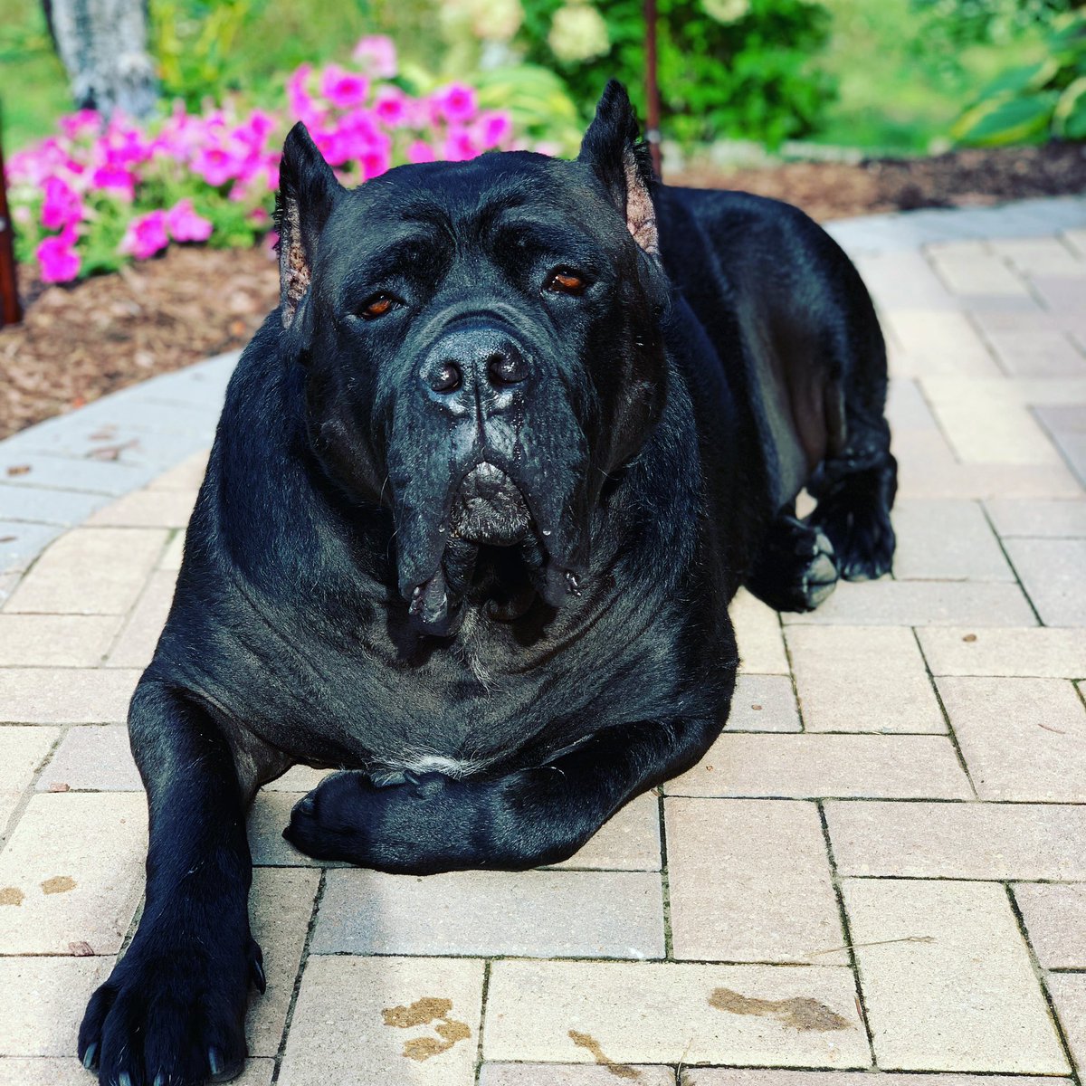 mrucinski21's tweet photo. MeredithRucinski -kinder #OSD135pets https://t.co/JLinHL9Z8l