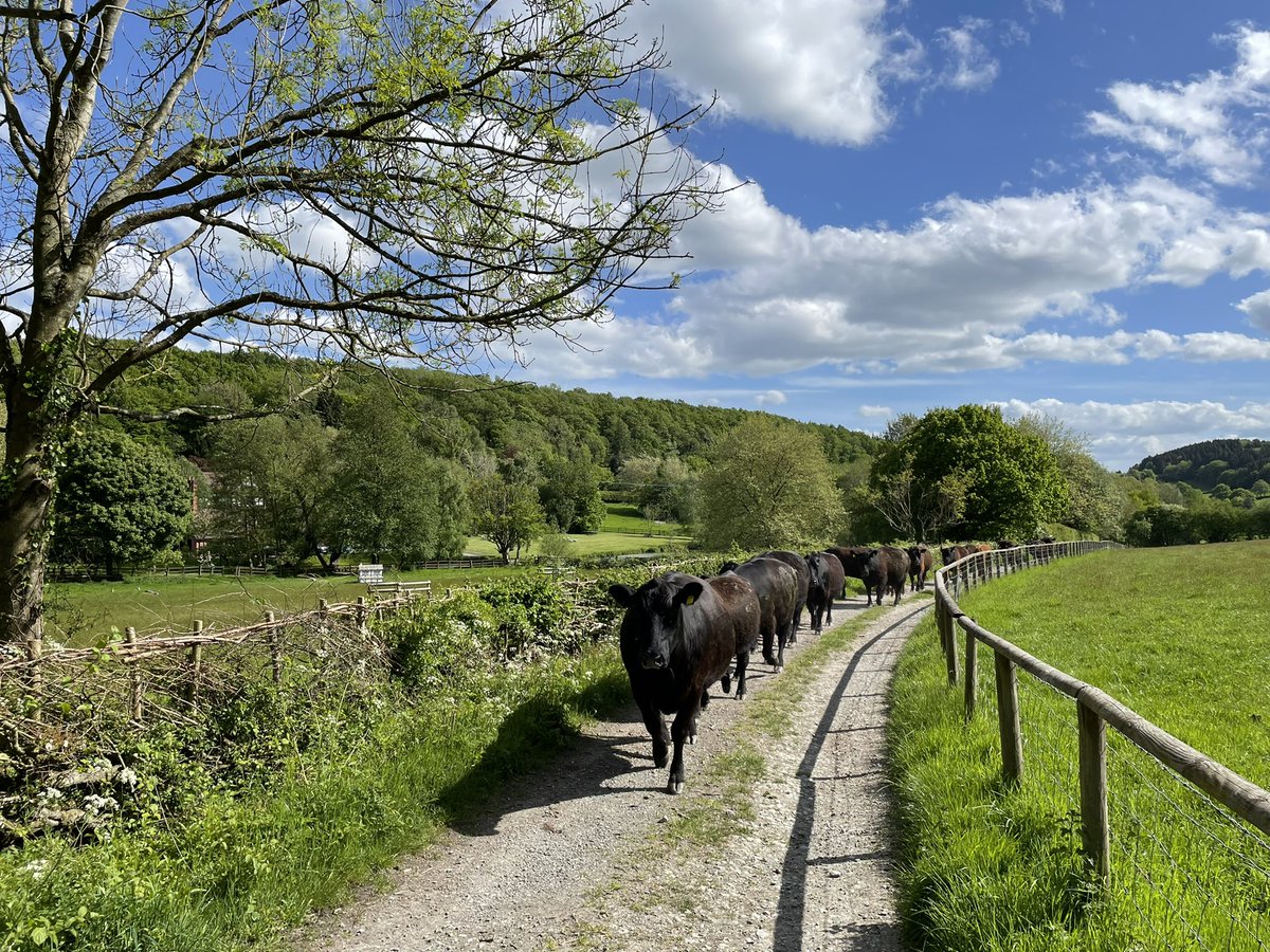 IanDHorsley's tweet photo. Certainly the first time in 40 years cattle have grazed these fields. Possibly first time this side of the war.
#nativeangus grazing regeneratively in the @MHAONB
Laid hedges, new hedges, steep ancient woodland, wildflower meadow and permanent pasture.
This is how we do it. https://t.co/V5003j3veb