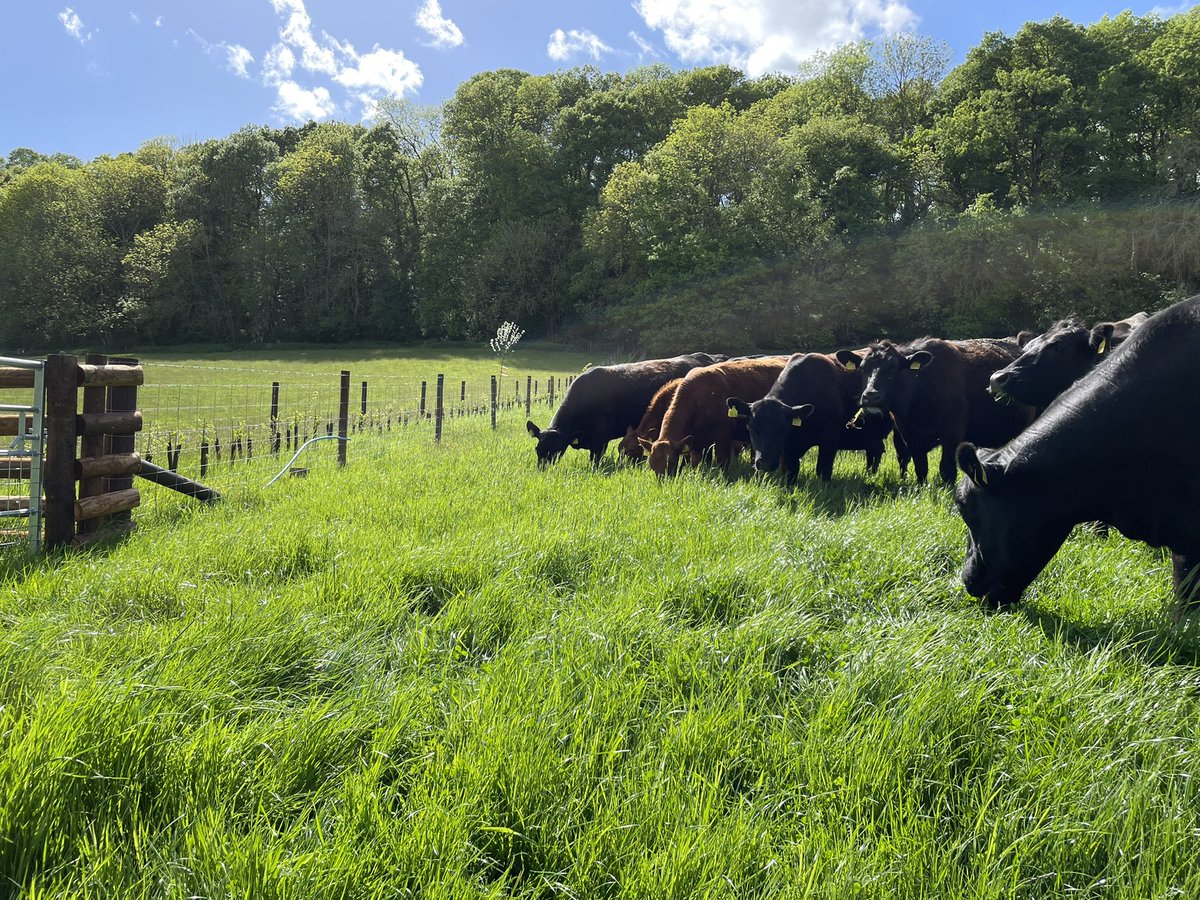 IanDHorsley's tweet photo. Certainly the first time in 40 years cattle have grazed these fields. Possibly first time this side of the war.
#nativeangus grazing regeneratively in the @MHAONB
Laid hedges, new hedges, steep ancient woodland, wildflower meadow and permanent pasture.
This is how we do it. https://t.co/V5003j3veb