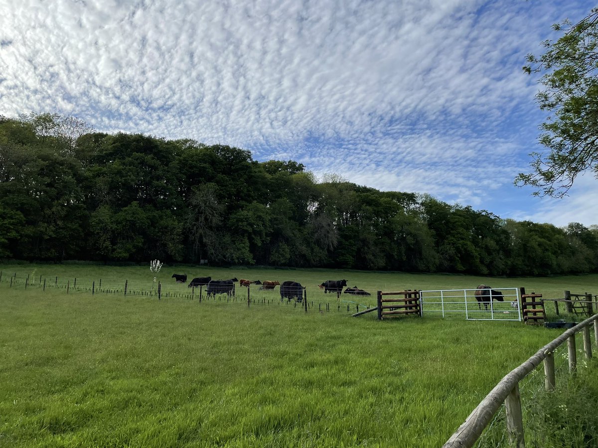 IanDHorsley's tweet photo. Certainly the first time in 40 years cattle have grazed these fields. Possibly first time this side of the war.
#nativeangus grazing regeneratively in the @MHAONB
Laid hedges, new hedges, steep ancient woodland, wildflower meadow and permanent pasture.
This is how we do it. https://t.co/V5003j3veb
