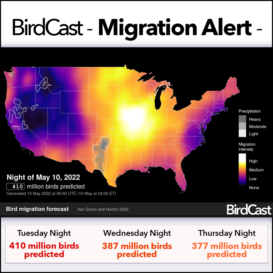 The river of migrants keeps coming! Tonight @DrBirdCast estimates >400 MILLION birds in the air over the U.S., with the next two nights heavy as well. Great time to turn off nonessential lights and evaluate windows for collision hazards. bit.ly/LightsOutForBi… #LightsOutTexas