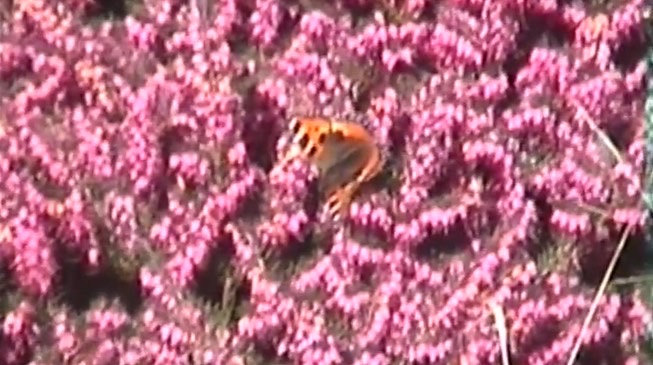 Oisin Mod tweet media