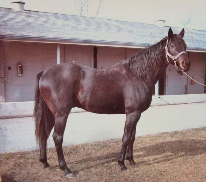 HORSERACING1002's tweet photo. CARRY BACK (SAGGY) #CarryBack Multiple stakes winner 1961 @KentuckyDerby @PreaknessStakes winner. Champion 3 year old colt. Sired 10 sw. Stood at Dorchester Farm and Ocala Stud. Buried at @ChurchillDowns museum. https://t.co/y0uVvy4JaM