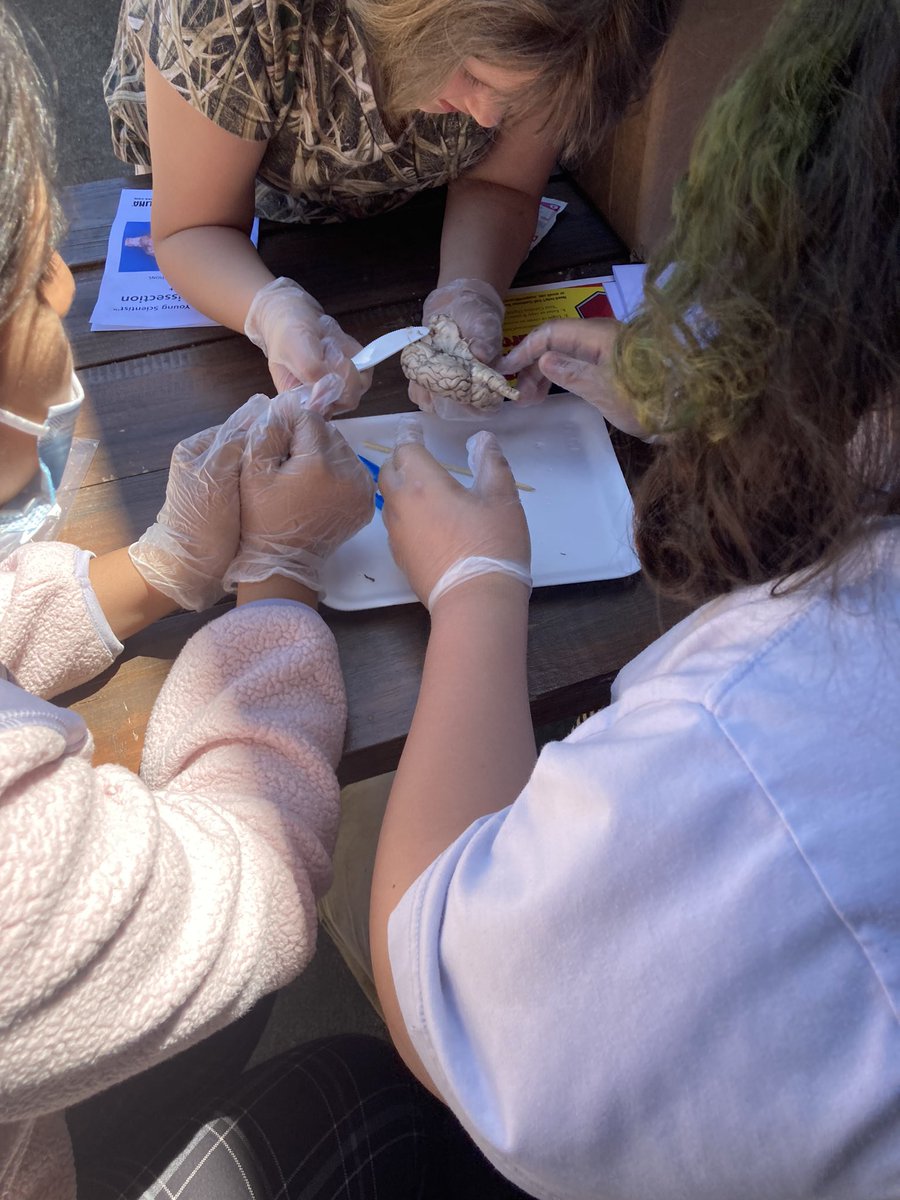 mtruslow_'s tweet photo. COOLEST. LESSON. EVER. Future neuroscientists of the world🧠 #SCOPESquad @SpotswoodElem https://t.co/6lwZnTsd8L
