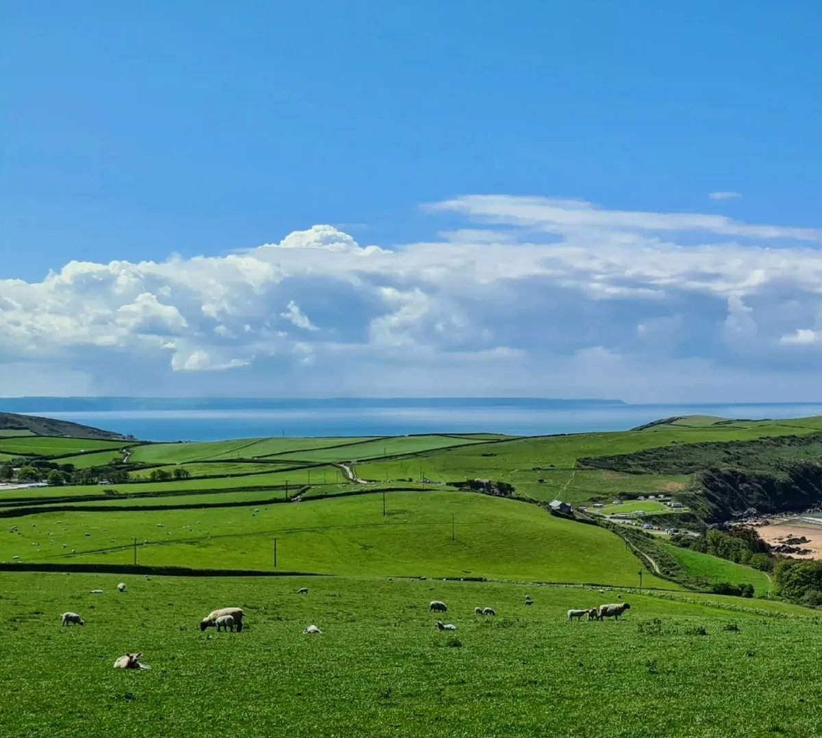 WildseaFruit's tweet photo. Big views and blue skies! 🌊🐑☀️🏖 https://t.co/UXOHchv6bg