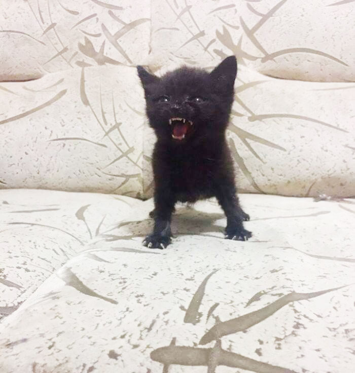mischiefanimals's tweet photo. https://t.co/He957ShQGL