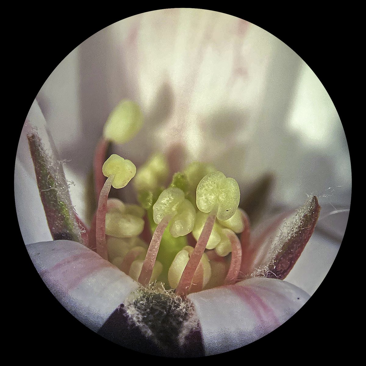BryanPfeiffer's tweet photo. The hot pink filaments of Amelanchier (serviceberry, juneberry, shad or shadbush) now flowering here in Vermont and in lots of other places.

#botany #macro #macrophotography #phenology https://t.co/nH5mupQZHp