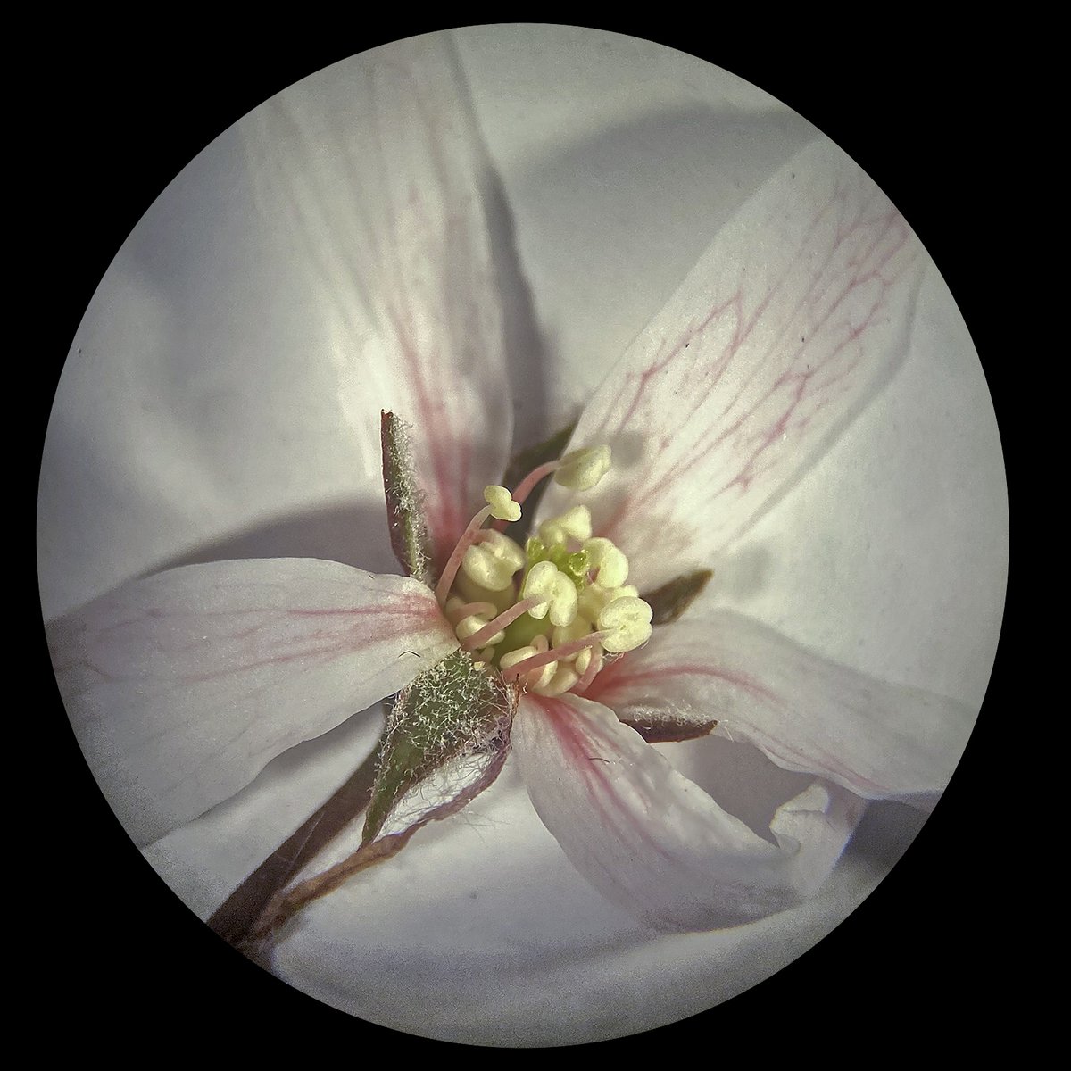 BryanPfeiffer's tweet photo. The hot pink filaments of Amelanchier (serviceberry, juneberry, shad or shadbush) now flowering here in Vermont and in lots of other places.

#botany #macro #macrophotography #phenology https://t.co/nH5mupQZHp