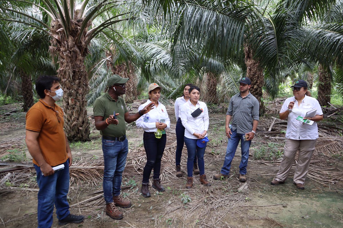 CenipalmaOrg's tweet photo. #Hoy en el marco del proyecto ‘Fondo de Apoyo a Pequeños Productores RSPO’ (RSSF, por sus siglas en inglés) se realiza una visita técnica a productores independientes de @ELROBLEextrarsa en la #ZonaNorte para conocer sus avances en la producción de aceite de #PalmaSostenible. https://t.co/87bvLp2IDQ