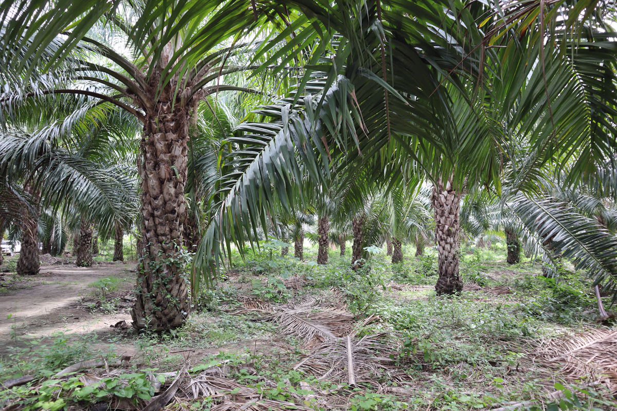 CenipalmaOrg's tweet photo. #Hoy en el marco del proyecto ‘Fondo de Apoyo a Pequeños Productores RSPO’ (RSSF, por sus siglas en inglés) se realiza una visita técnica a productores independientes de @ELROBLEextrarsa en la #ZonaNorte para conocer sus avances en la producción de aceite de #PalmaSostenible. https://t.co/87bvLp2IDQ