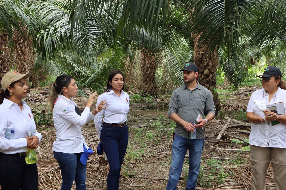 CenipalmaOrg's tweet photo. #Hoy en el marco del proyecto ‘Fondo de Apoyo a Pequeños Productores RSPO’ (RSSF, por sus siglas en inglés) se realiza una visita técnica a productores independientes de @ELROBLEextrarsa en la #ZonaNorte para conocer sus avances en la producción de aceite de #PalmaSostenible. https://t.co/87bvLp2IDQ