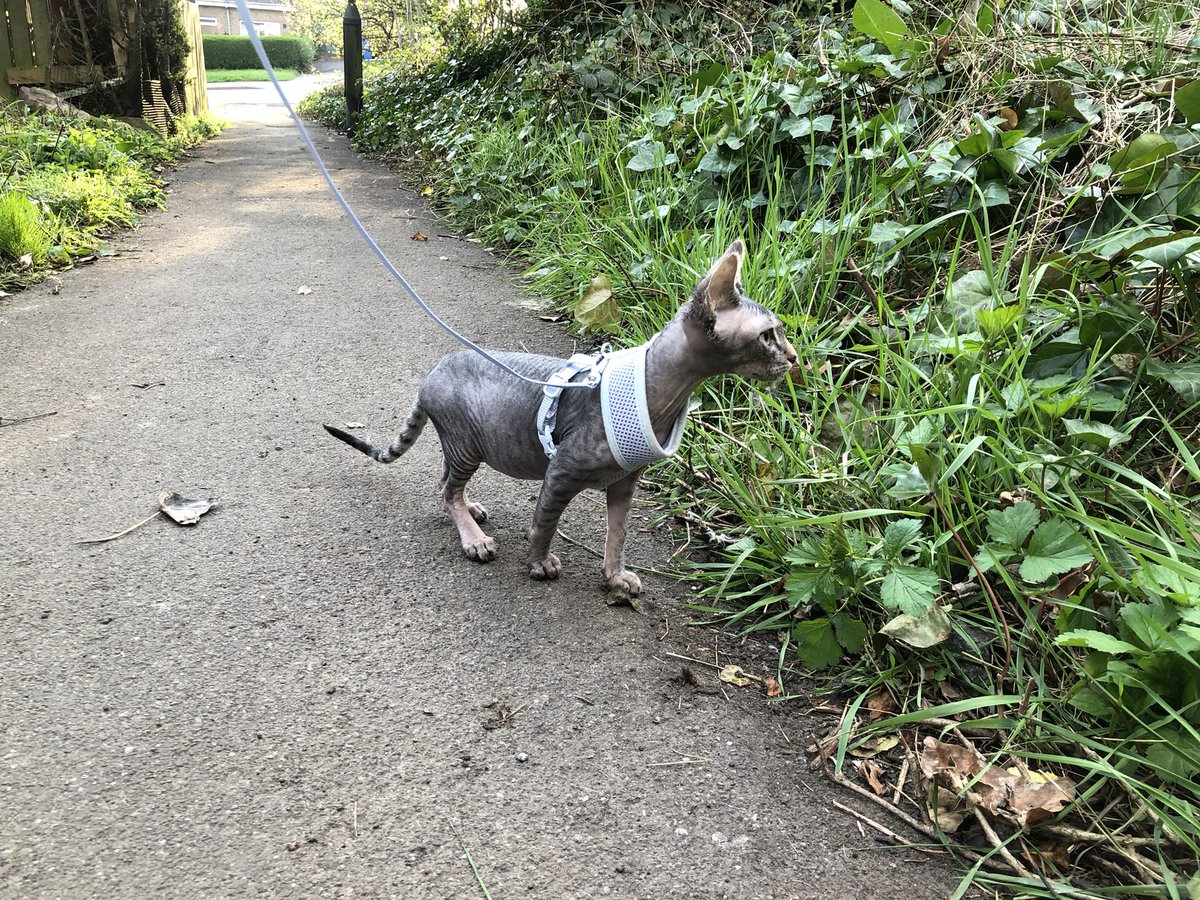 yhchels's tweet photo. #VIPMyKittensFirst walk outdoors 🐈‍⬛ https://t.co/6OWBEzpxYY
