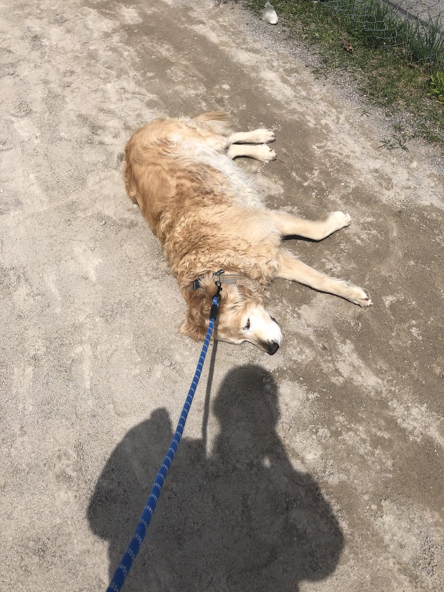 EtceteraArt's tweet photo. My dog simply giving up halfway through our walk https://t.co/EOTDaW1r7d