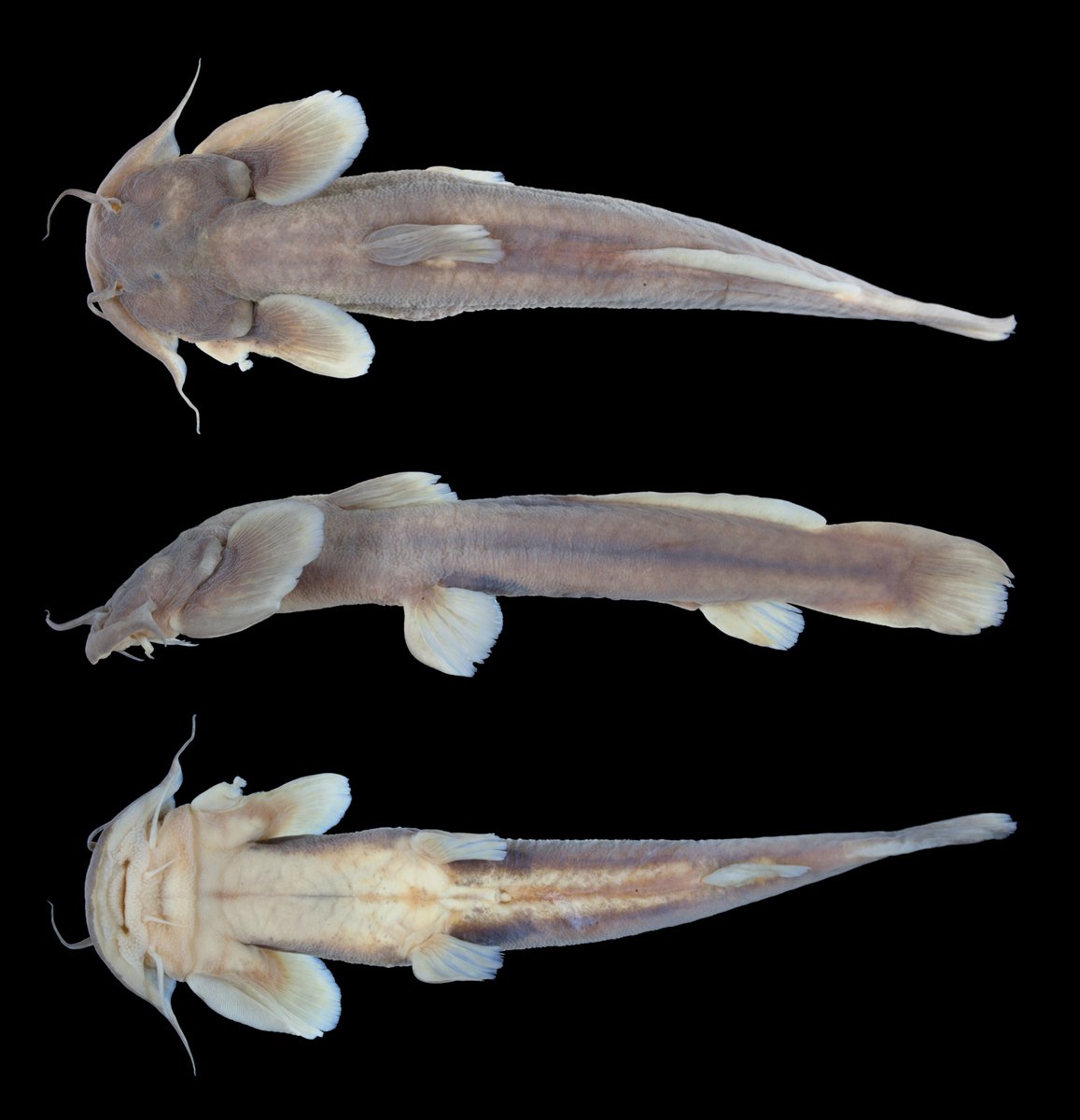 IchsAndHerps's tweet photo. A New Glyptosternine Catfish from Myanmar (Actinopterygii: Siluriformes: Sisoridae) by Ng &amp; Kottelat

DOI link: https://t.co/A9fN39rqZH
50-day free access link: https://t.co/Ab3ppLxTT2

#ASIHPub https://t.co/9wJebS0qtJ