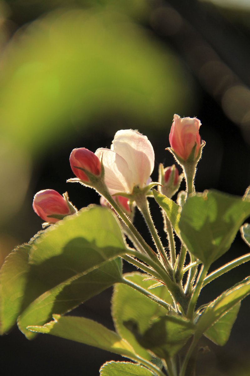 Helen18174248's tweet photo. Good evening ☺️ #photooftheday  #photo #spring #flowerphotogrpahy https://t.co/kcutVBsiEs