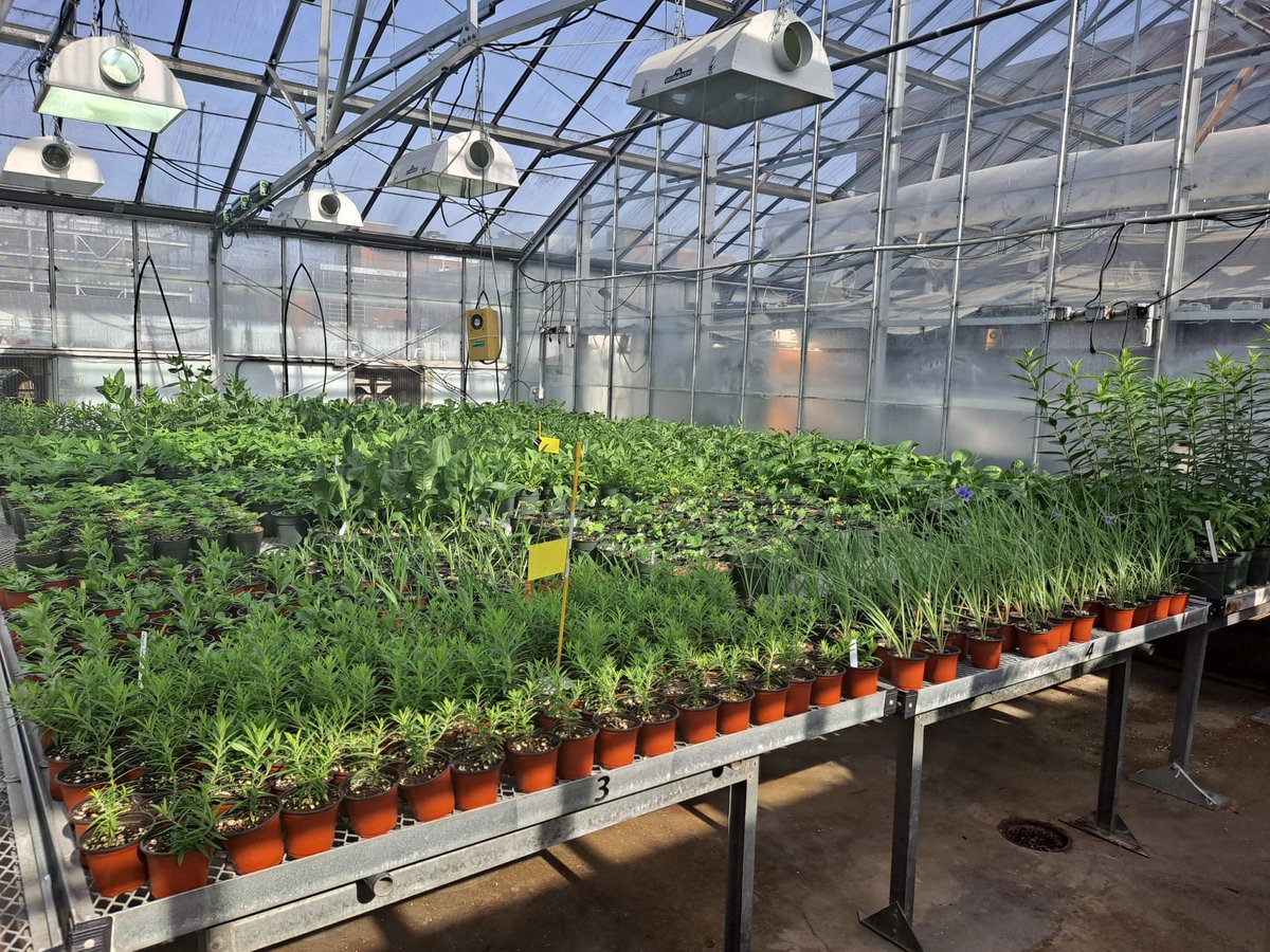Super excited to be part of the Plant Sale 2022 of PPGSA. We are looking forward to this event and sharing our plants with others. <a href="/daniela_dgy/">Daniela Gutierrez</a> <a href="/OSUPPGSA/">Ohio State Plant Pathology Graduate Students</a> <a href="/OSUPlantPath/">OhioStatePlantPath</a>