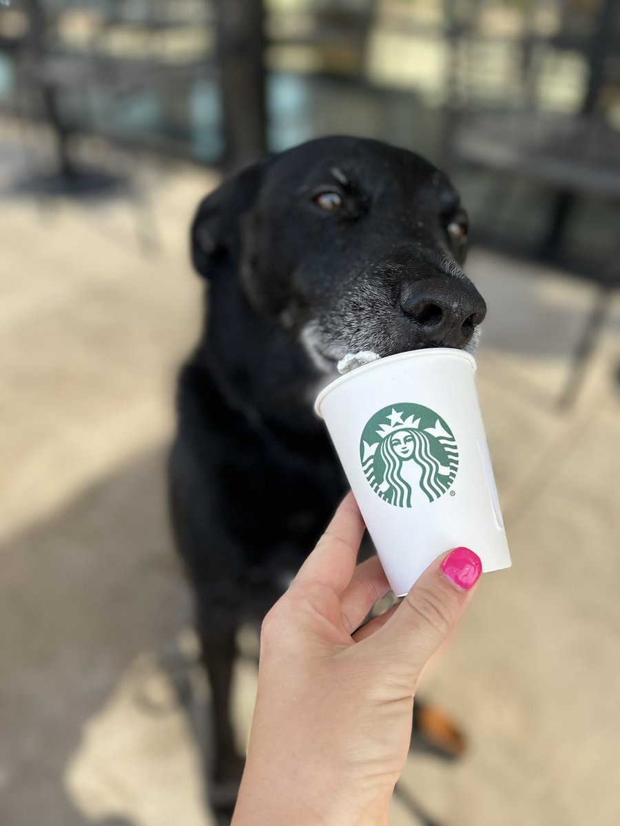 NaechristinaRN's tweet photo. @Starbucks Troy thanks you for his mid walk pup cup! 🐾 #StarbucksSummer #Gilbert #troyboy #pupcup https://t.co/Rx2Jd8LcVR