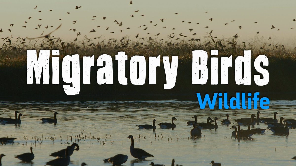 Live It Earth (@liveitearth) on Twitter photo Later this week, we'll be launching our newest program on Migratory Birds! We'll be learning about why some birds migrate, why sanctuaries are important, & how you can interact with nature no matter where you live! Be sure to join us on Thursday! #liveitearth Later this week, we'll be launching our newest program on Migratory Birds! We'll be learning about why some birds migrate, why sanctuaries are important, & how you can interact with nature no matter where you live! Be sure to join us on Thursday! #liveitearth